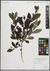 Foto von Salix pedicellata Desf.